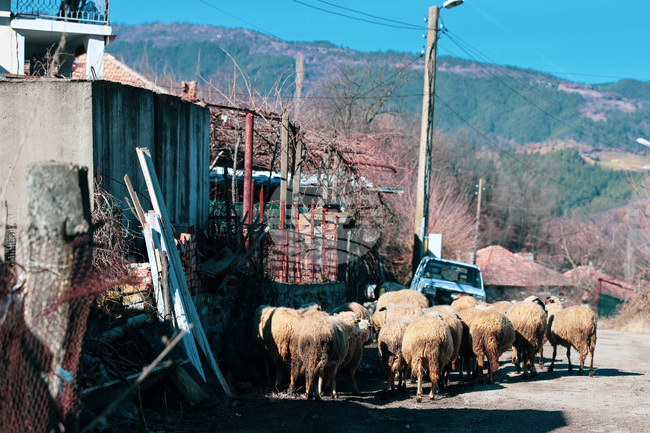 Българската агенция по безопасност на храните предотврати нерегламентирано транспортиране на животни и месо без документи