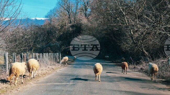 Липсващи животни и такива без идентификация установи БАБХ в област Кюстендил при проверка на 25 обекта 