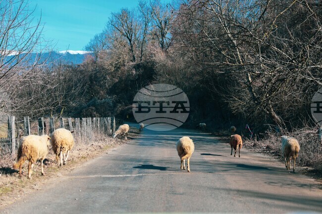 Липсващи животни и такива без идентификация установи БАБХ в област Кюстендил при проверка на 25 обекта 