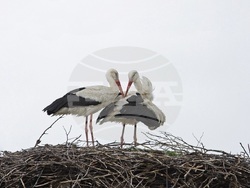 Снимка: Българско дружество за защита на птиците