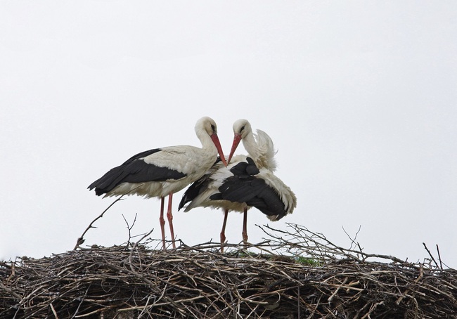 Белият щъркел е добър индикатор за състоянието на околната среда, каза Свилен Чешмеджиев от Българско дружество за защита на птиците