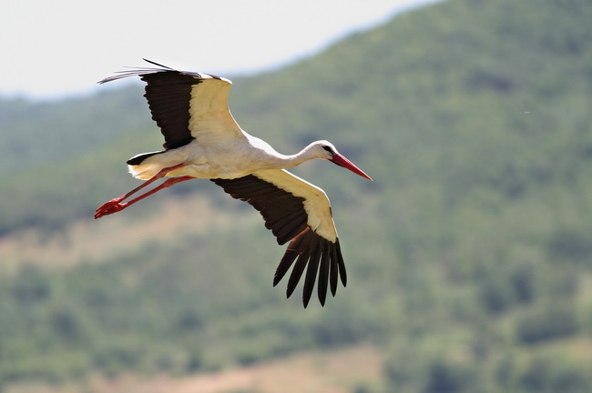 Българско дружество за защита на птиците: С пристигането на белия щъркел стартира кампания по неговото опазване