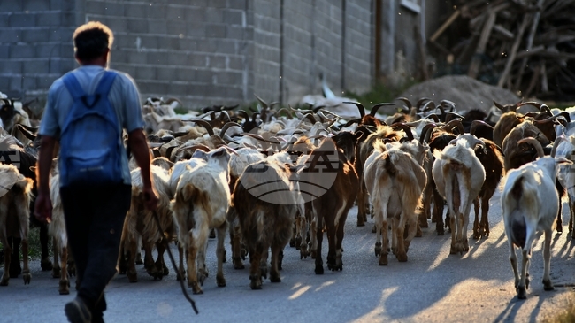 ФАО обявява 2026 г. за Международна година на пасищата и скотовъдците