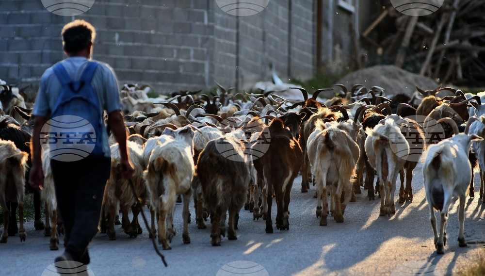 ФАО обявява 2026 г. за Международна година на пасищата и скотовъдците