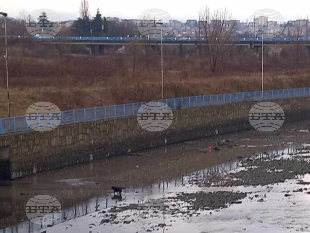 Сърна затъна в коритото на река Арда