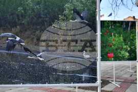 Исперих - изложба - Мехмез Азиз