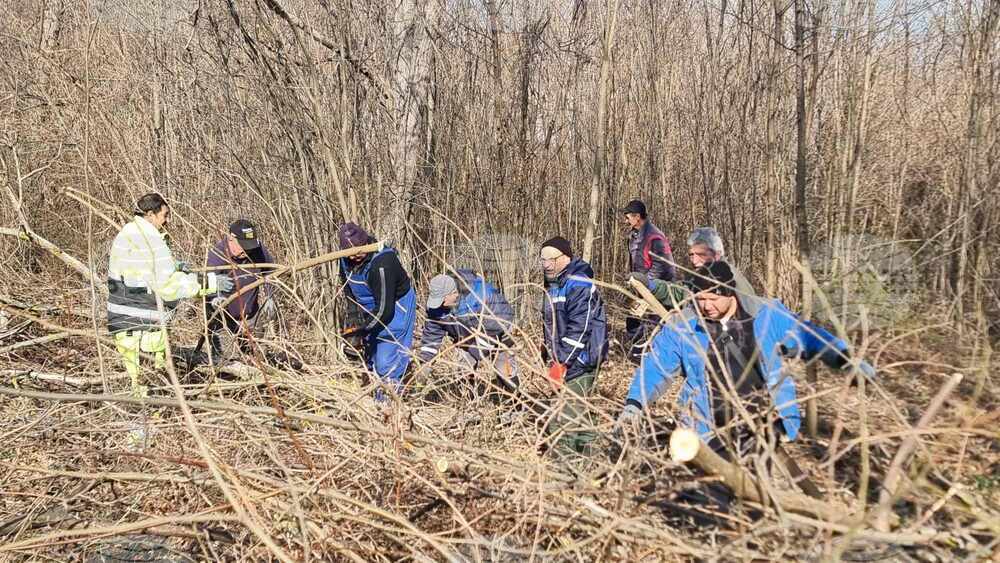 Санитарна сеч и прочистване на горските площи около крепостта “Меджиди Табия” започна в Силистра
