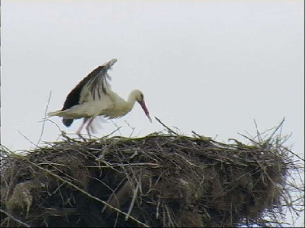 Община Сливен: Появи се първият щъркел в Самуилово