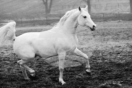 Държавно предприятие „Кабиюк“