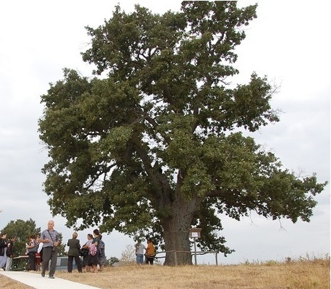 До края на февруари може да се гласува за дъба до село Студена в конкурса  "Европейско дърво на годината"