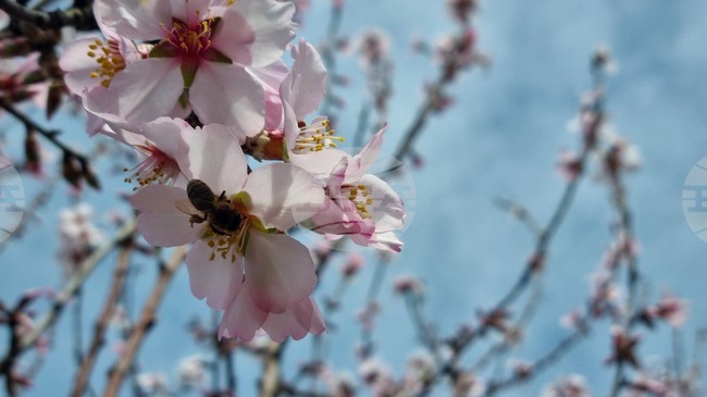 Търговище - цъфнали дървета