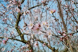 Търговище - цъфнали дървета