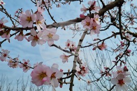 Търговище - цъфнали дървета