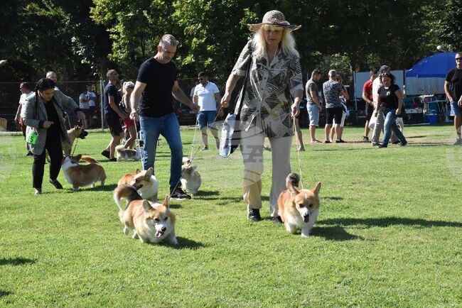 Две национални киноложки изложби ще се състоят паралелно в събота в Димитровград