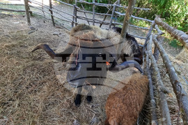 Котел - Фестивал на етносите, багрите и котленския килим