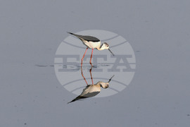 Село Ножарово - блатна птица