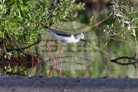Село Ножарово - блатна птица