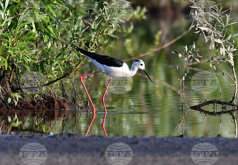 Село Ножарово - блатна птица