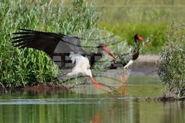 Село Ножарово - черни щъркели