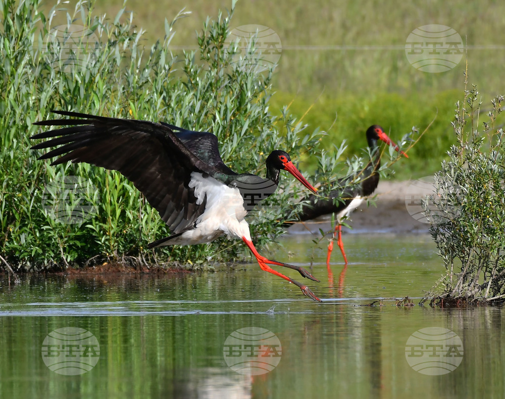 Село Ножарово - черни щъркели