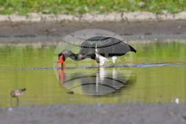 Село Ножарово - черни щъркели
