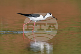 Село Ножарово - блатна птица