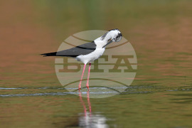 Село Ножарово - блатна птица