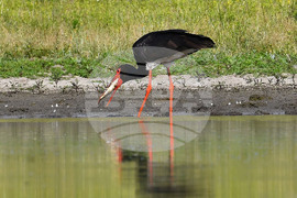 Село Ножарово - черни щъркели