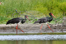 Село Ножарово - черни щъркели