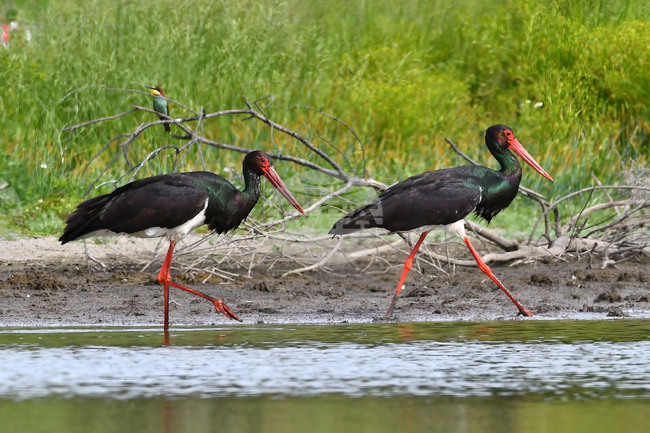 Село Ножарово - черни щъркели - блатна птица