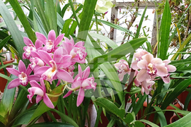 БАН - Ботаническа градина - орхидеи