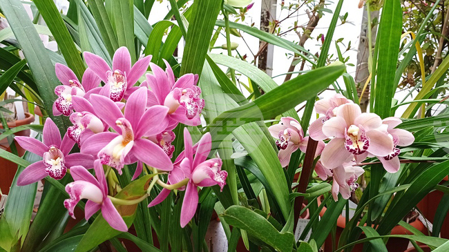  Annual Exhibition of Orchids to Be Held at Botanical Garden of Bulgarian Academy of Sciences from February 28 to March 8