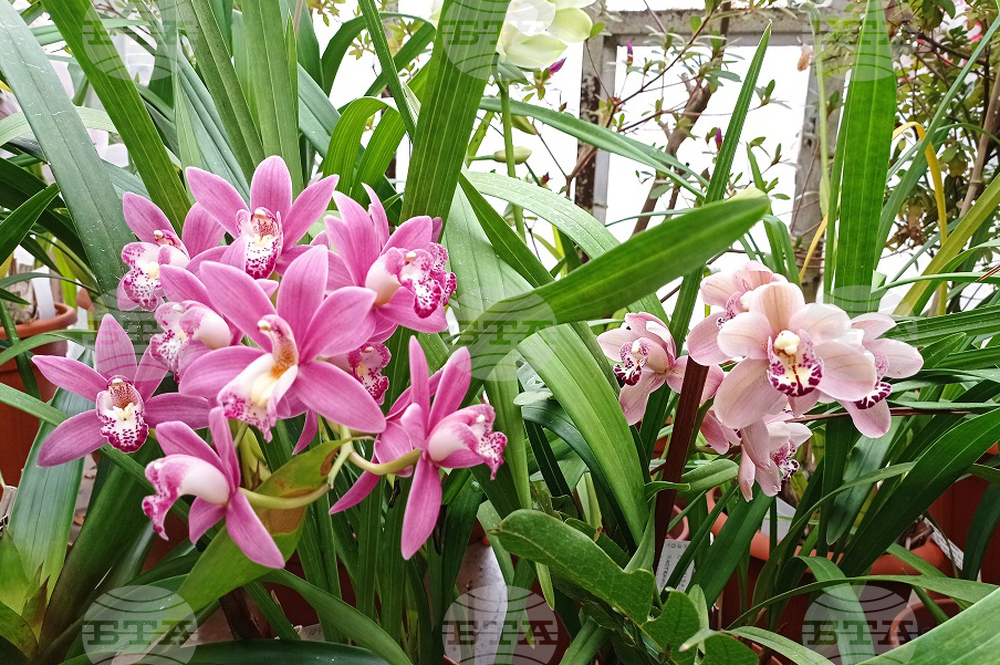  Annual Exhibition of Orchids to Be Held at Botanical Garden of Bulgarian Academy of Sciences from February 28 to March 8