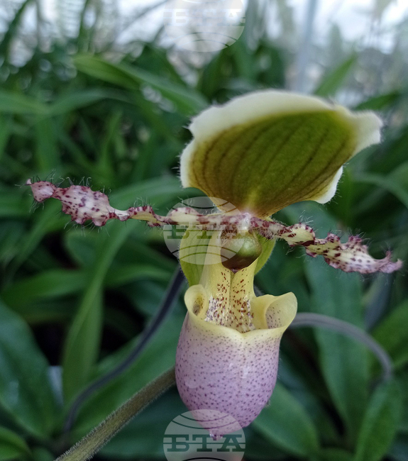 БАН - Ботаническа градина - орхидеи