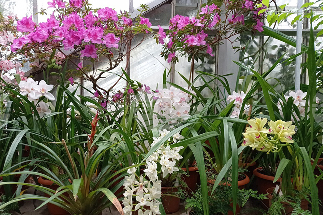 БАН - Ботаническа градина - орхидеи