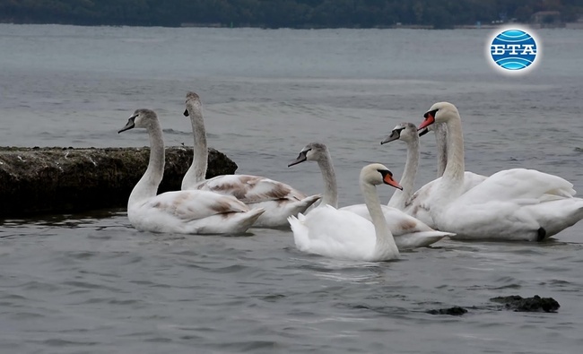 Първите лебеди, които зимуват край варненския бряг, вече пристигнаха