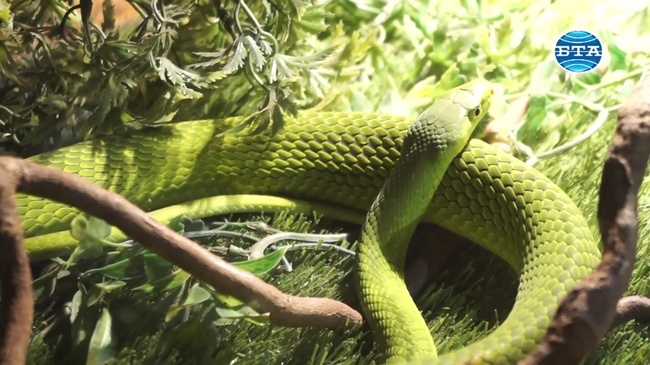 Изложба в Природонаучния музей в Пловдив показва някои от най-опасните влечуги