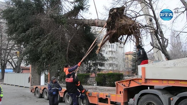 Във Варна спасяват дървета от отсичане чрез преместване