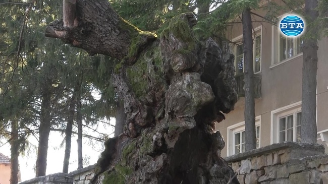 Дъб на около 500 години, пазител на великотърновското Ново село, ще участва в конкурса "Европейско дърво на годината"