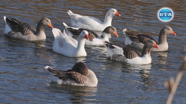Екопарк "Вая" ежегодно става убежище за различни видове птици, пострадали от бракониерство