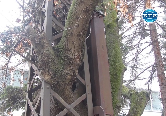 Метал и ясеново дърво в уникална симбиоза в центъра на Перник