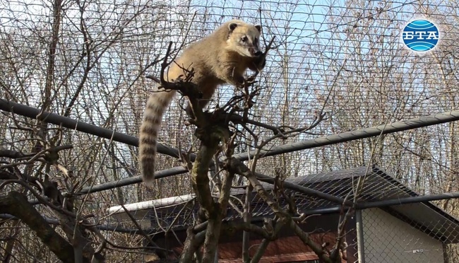 Коатите Ин и Ян са най-новите обитатели на зоопарка в Добрич