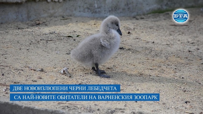 Новоизлюпени черни лебедчета са най-новите обитатели на Варненския зоопарк