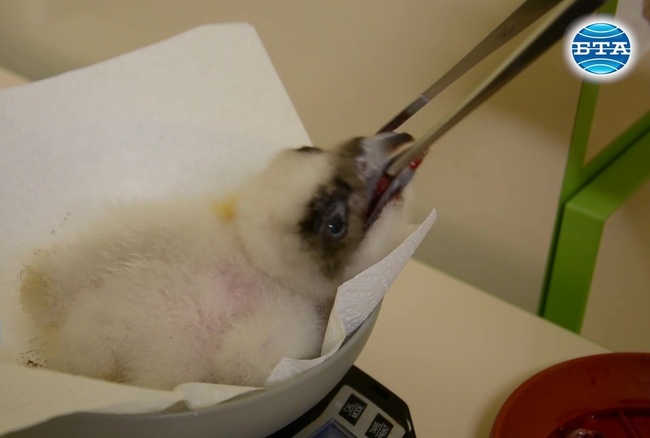 Първото бебе брадато лешоядче за 2020 година се излюпи в Спасителния център в Стара Загора