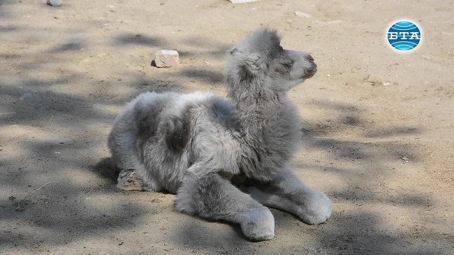 Бяло двугърбо камилче се роди във Варненския зоопарк