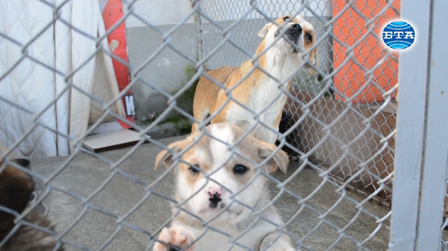 Кучета от приюта в Благоевград ще могат да бъдат осиновявани в чужбина