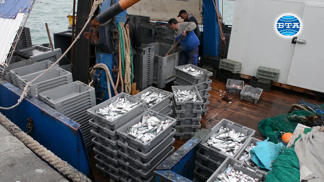 Климатичните промени и човешката дейност влияят негативно върху водните екосистеми и рибните запаси