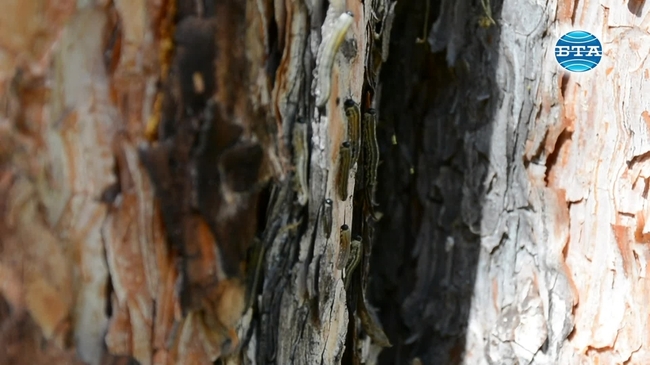 Вредител нанася поражения по гората над Благоевград