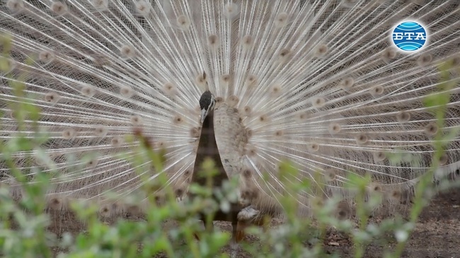 Бейби бум в Бургаския зоопарк