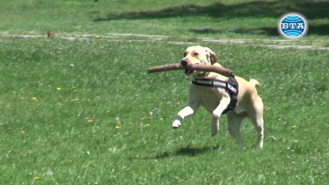И в общуването с домашните любимци да се спазва дистанция